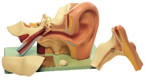 Somso® Ear Model
