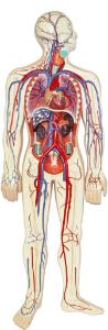 Walter® Circulatory System