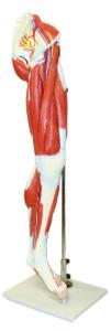 Walter® 13 Part Muscles Of The Leg