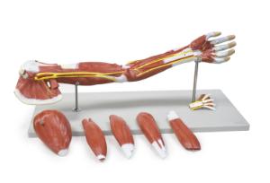 Walter® 7 Part Muscle Of The Human Arm