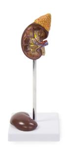 Walter® 2 Part Kidney With Adrenal Gland