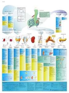 3B Scientific® The Endocrine System Chart