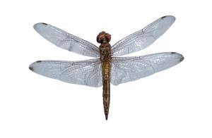 Preserved Dragonfly, Adult