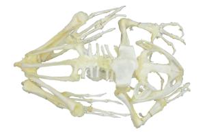 Bullfrog Skeleton
