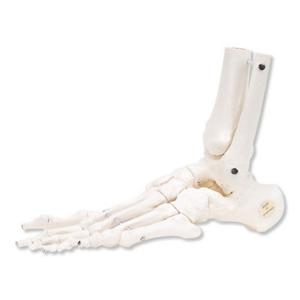 3B Scientific®  Flex Foot Skeleton