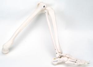 3B Scientific®  Leg Skeleton With Foot