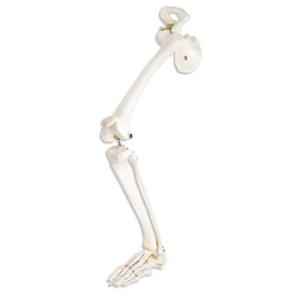 3B Scientific®  Leg Skeleton