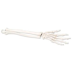 3B Scientific®  Hand Skeleton Flexibly Mounted
