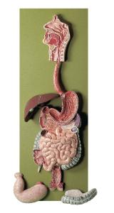 Somso® Digestive Tract Model