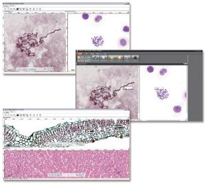 Ward's® Digital Slides: Introductory Biology Digital Slide Set