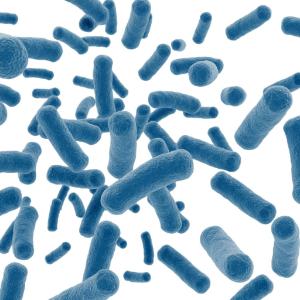 MINIPCR Blue bacterial transform lab
