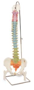 3B Scientific® Didactic Flexible Spine