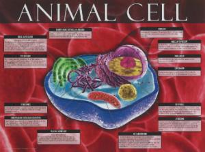 Cells: Structure, Function and Processes Posters