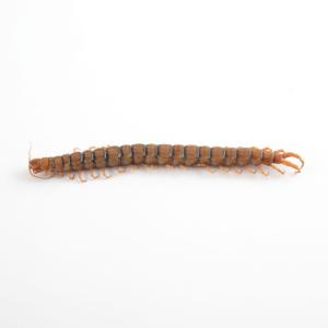 Large Southern Centipede