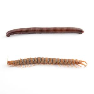Large Southern Centipede