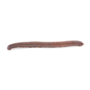 Large Southern Millipede