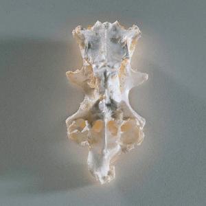 Ward's® Freeze-Dried Dogfish Chondrocranium