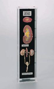 Ward's® Mammalian Urogenital Anatomy Museum Mount