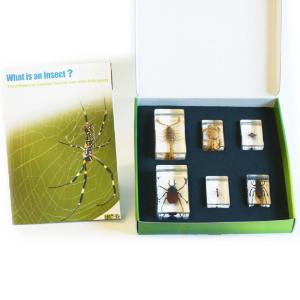 Insect plastomount collection set of 6