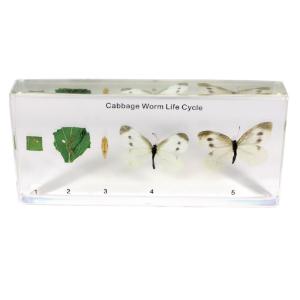 Cabbageworm life cycle plastomount