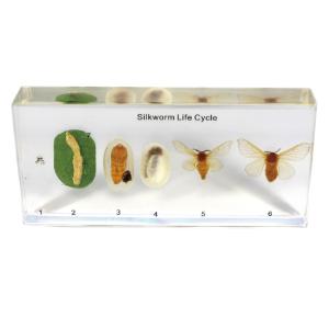 Silkworm life cycle plastomount