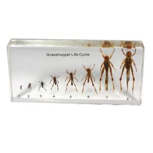 Grasshopper life cycle plastomount