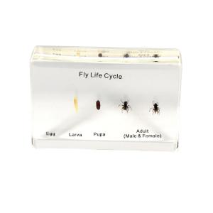 Fly life cycle plastomount