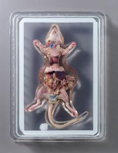 Rat Dissection Display