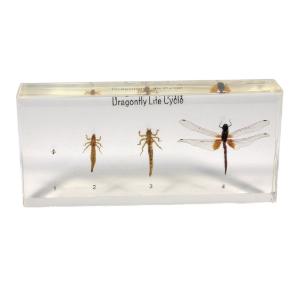 Dragonfly life cycle plastomount