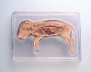 Sagittally Sectioned Fetal Pig Display