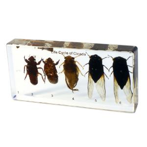 Cicada life cycle plastomount