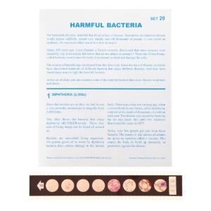 Harmful Bacteria Microslide
