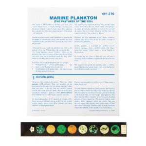 Marine Plankton Microslide