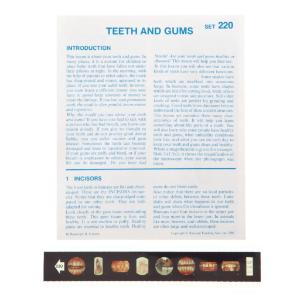 Teeth and Gums Microslide