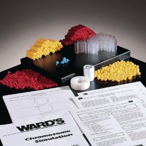 Ward's® Chromosome Simulation Lab Activity