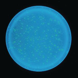Transformation of <i>Escherichia coli</i> with Green or Blue Fluorescent Protein, Edvotek