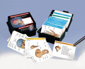 Skeletal System Flash Cards, 3B Scientific®
