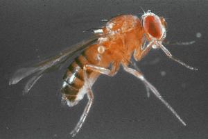 Drosophila Sets, Live Fruit Flies
