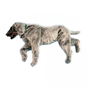 Rescue Critters® Emily K-9 Positioning Manikin