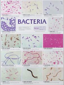 Biocam Bacterial Charts