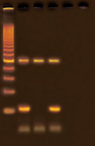 Drosophilia Genotyping using PCR
