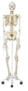 3B Scientific® Flexible Skeleton With Loosely Mounted Hands And Feet