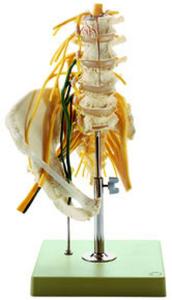 Somso® Lumbar spinal Column - with Innervation