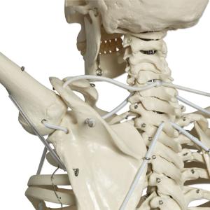 3B Scientific® Functional Physiological Skeleton