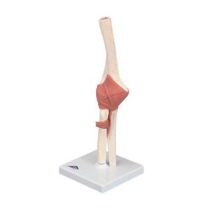 3B Scientific® Deluxe Functional Elbow Joint