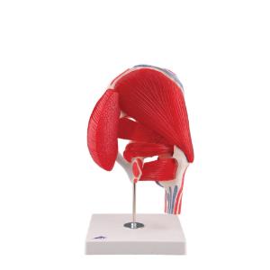 3B Scientific® Muscled Hip Joint