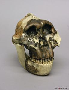 <i>A. boisei</i> OH 5 (Zinjanthropus) with Jaw