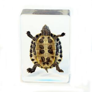 Large turtle plastomount