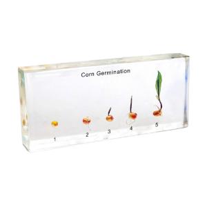 Large corn germination plastomount