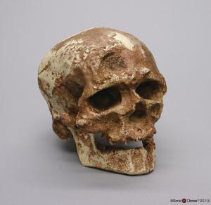 Cro-Magnon with Jaw
